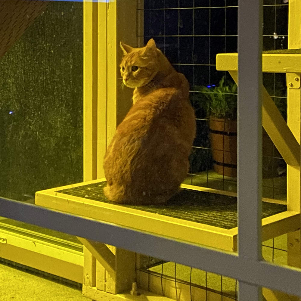 Jenny in the catio out in the dark.