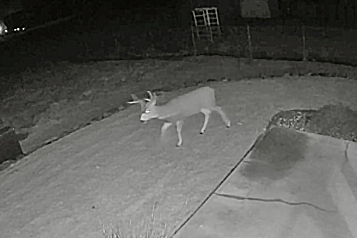 A deer walking through my back yard.