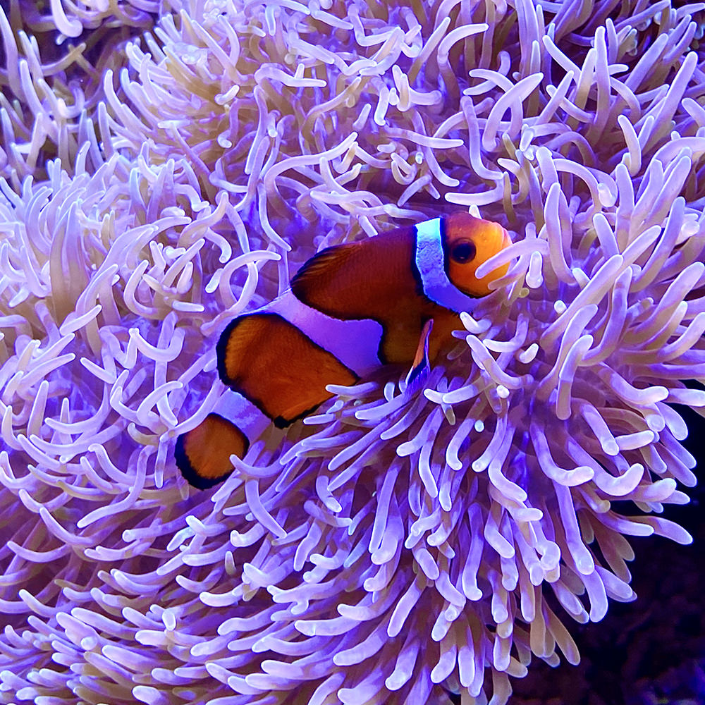 A clown fish snuggling into some living coral.