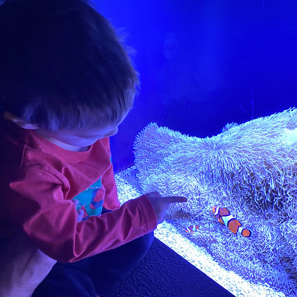 The grand-nephew looking at the clownfish: NEMO! NEMO!