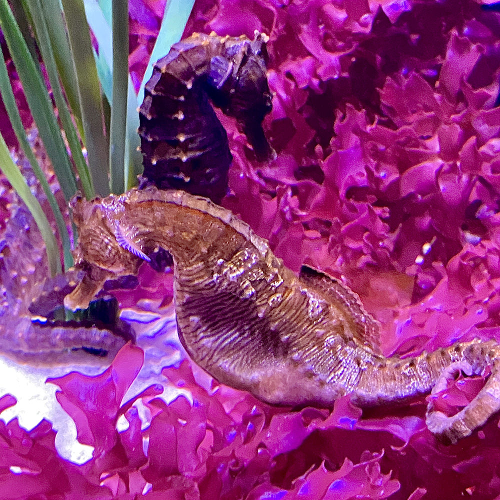 Seahorses in front of some brilliant pink coral.