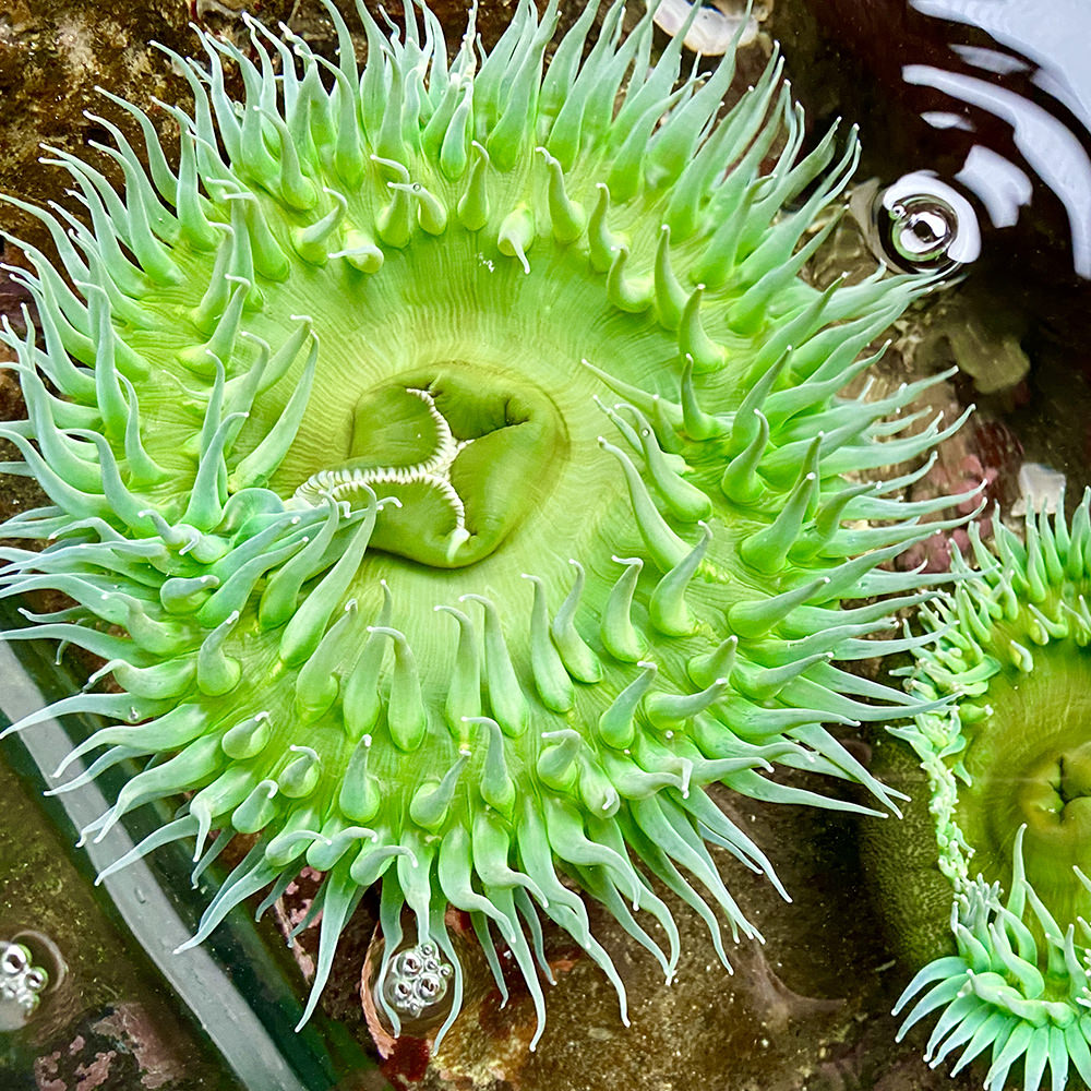 Some kind of brilliant green sea anemone in a tidal pool.