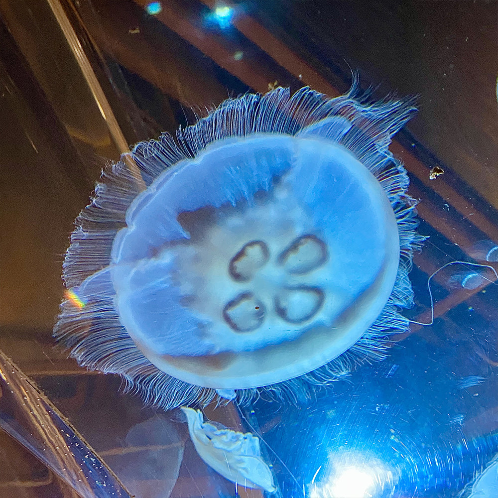 Walking beneath a jellyfish in an overhead tank.