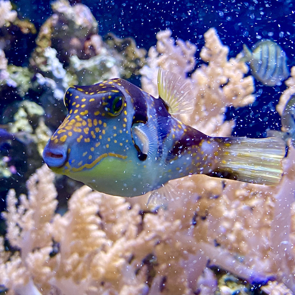 A puffer fish floating and eyeing me warily.
