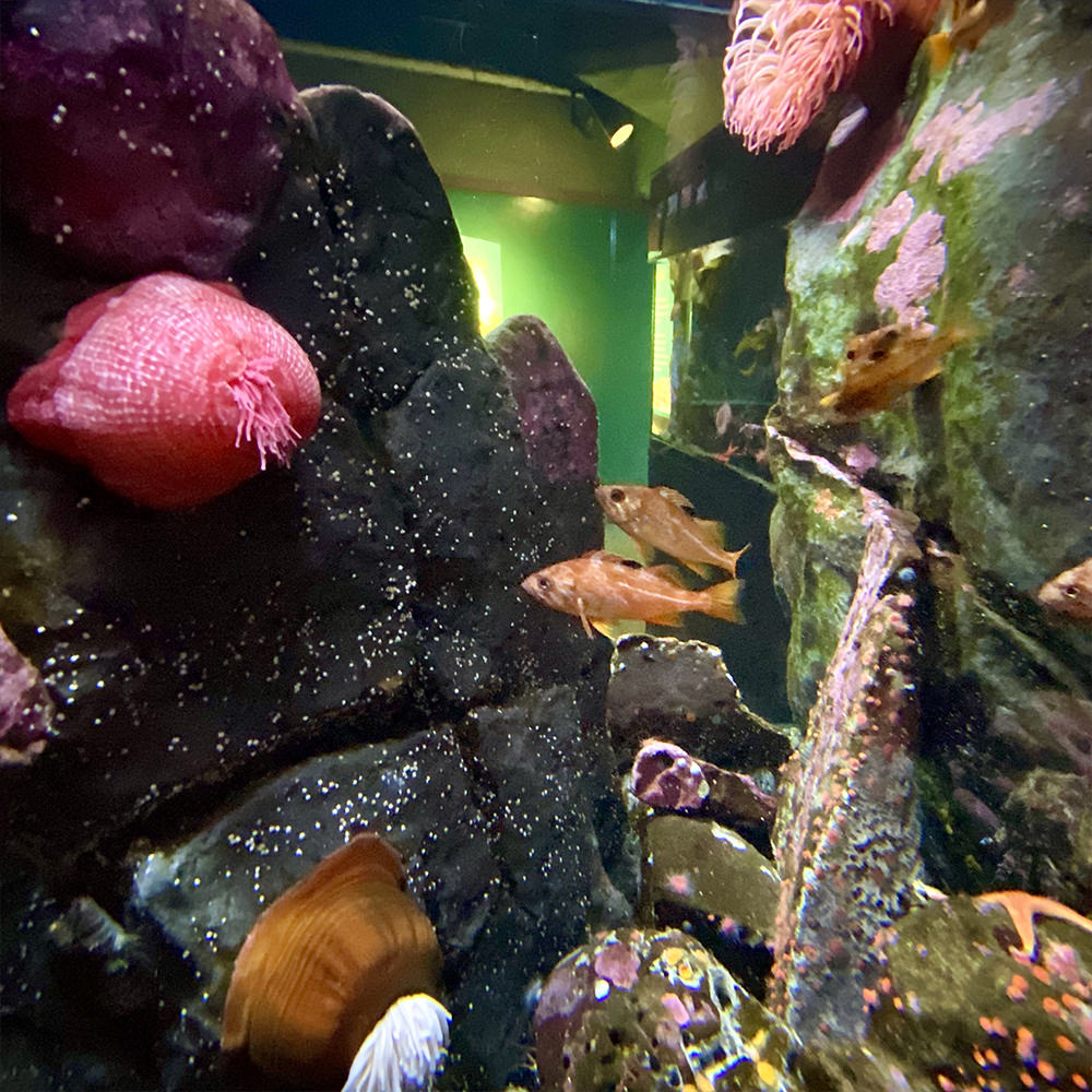 Colorful fish in a tank that are vivid against a black lava rock.