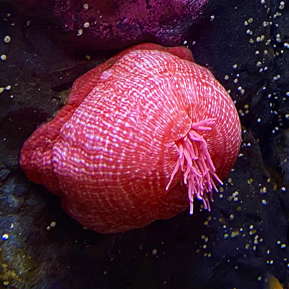 A vivid magenta sea anemone on a black lava rock.