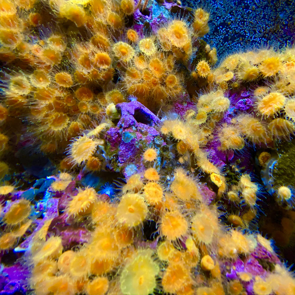 Bright yellow mini sea anemones covering th bottom of a fish tank.