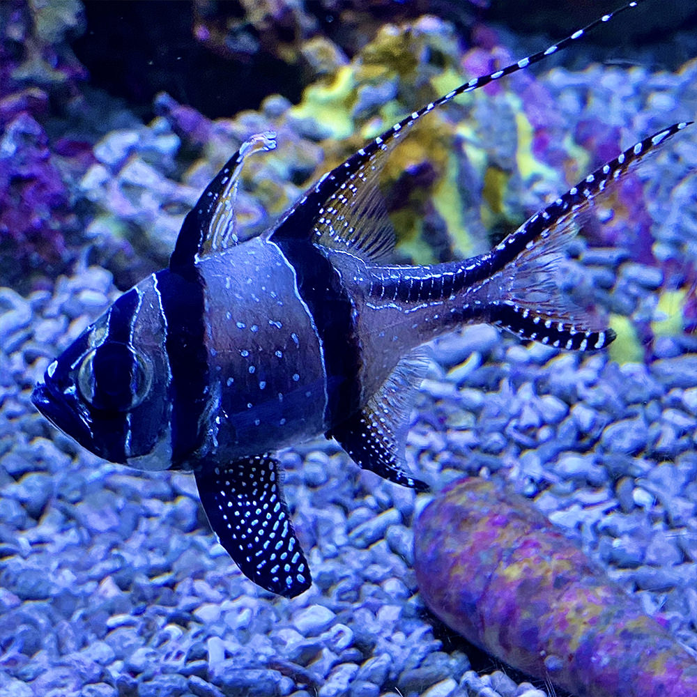 A black striped fish with bright white dots on its fins.