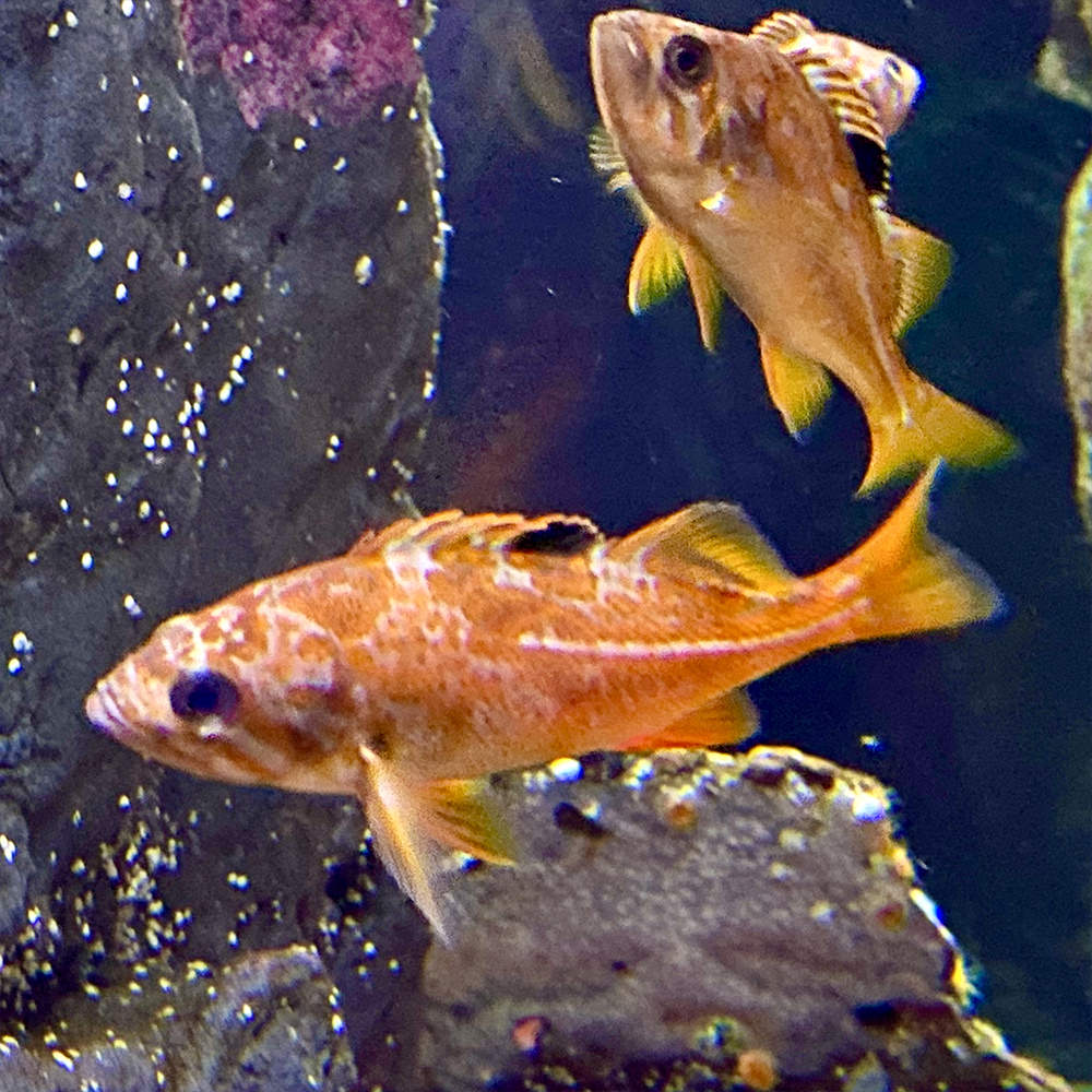 Pretty orange fish.