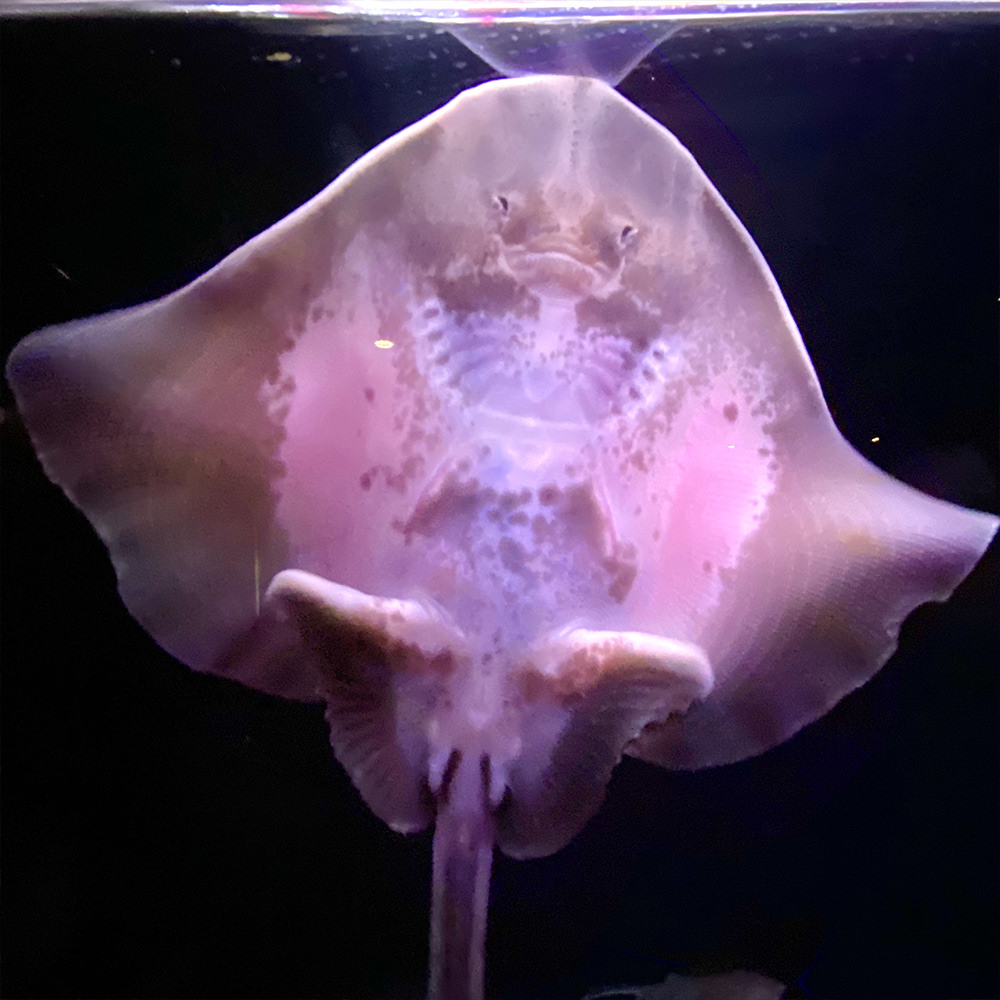 A sting ray up against the tank window looking like he's smiling.