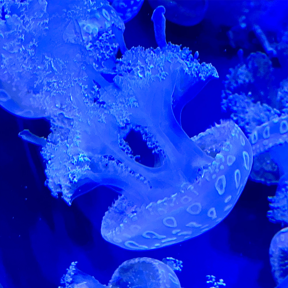 Small jellyfish floating under a blue light. They have lacy edges to them which look like works of art.