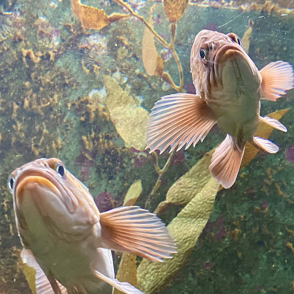 Two grumpy looking fish frowning and looking at me through a fish tank window.