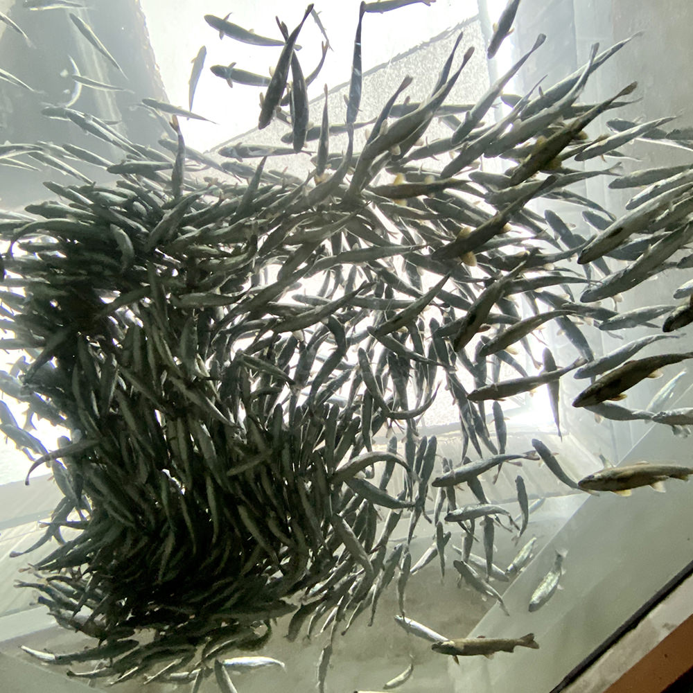 A massive school of hundreds of tiny fish swiming above me in a ceiling fish tank.