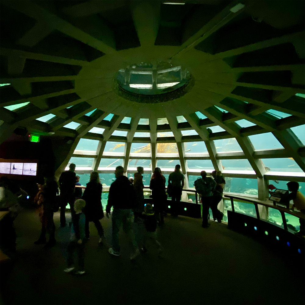 Entering the aquarium dome, which is a massive 360-degree fish tank.