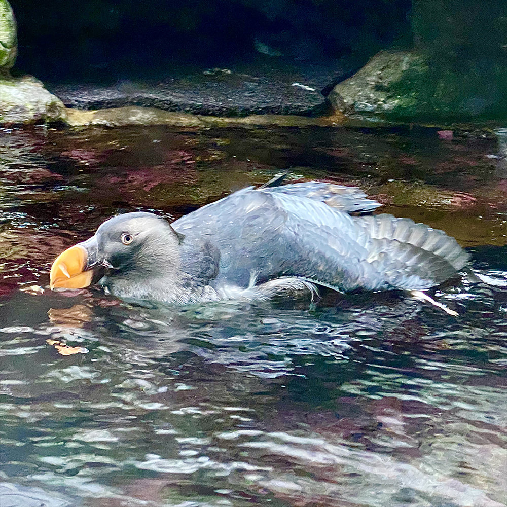 A puffin bird swimming in the water of a big tank.