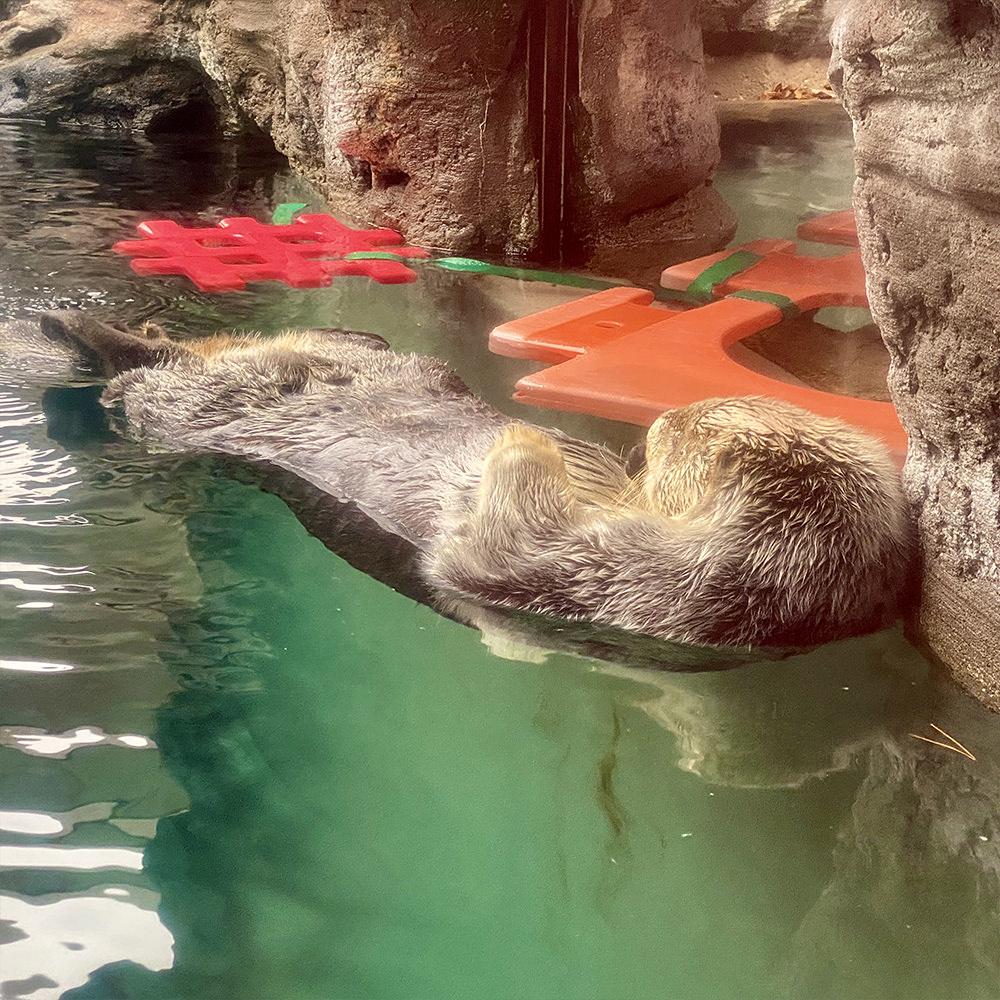 An otter floating on his back being adorable while toys float nearby.