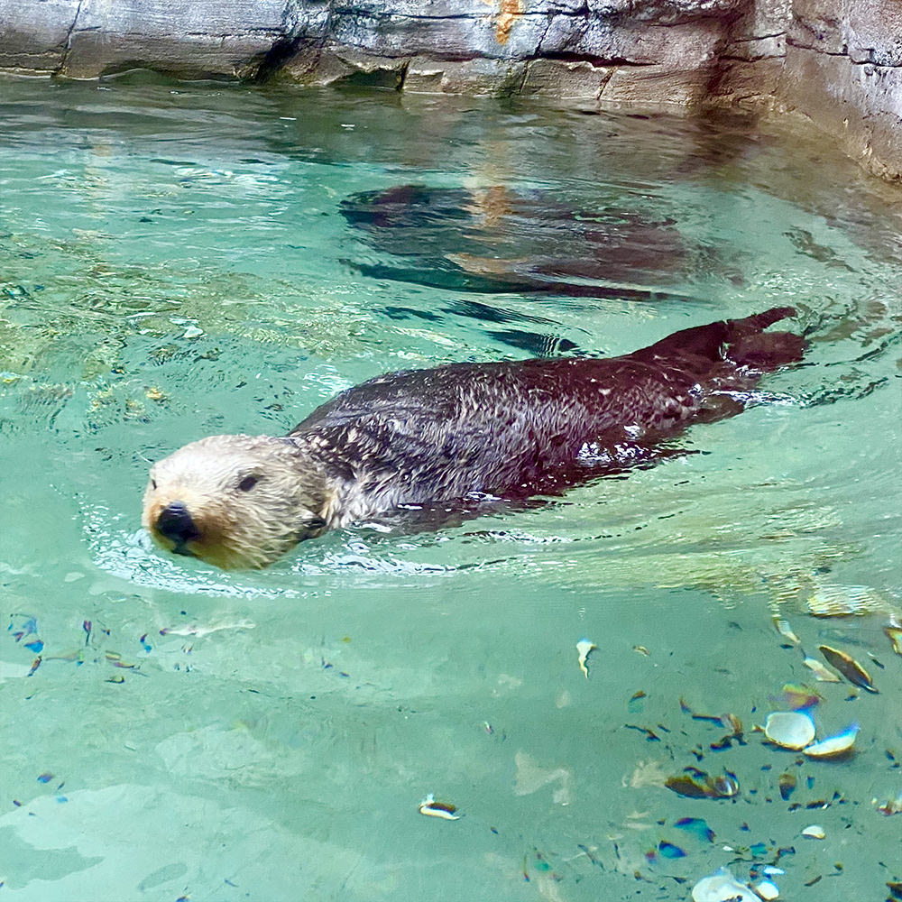 Another otter swimming in the tank and looking cute.