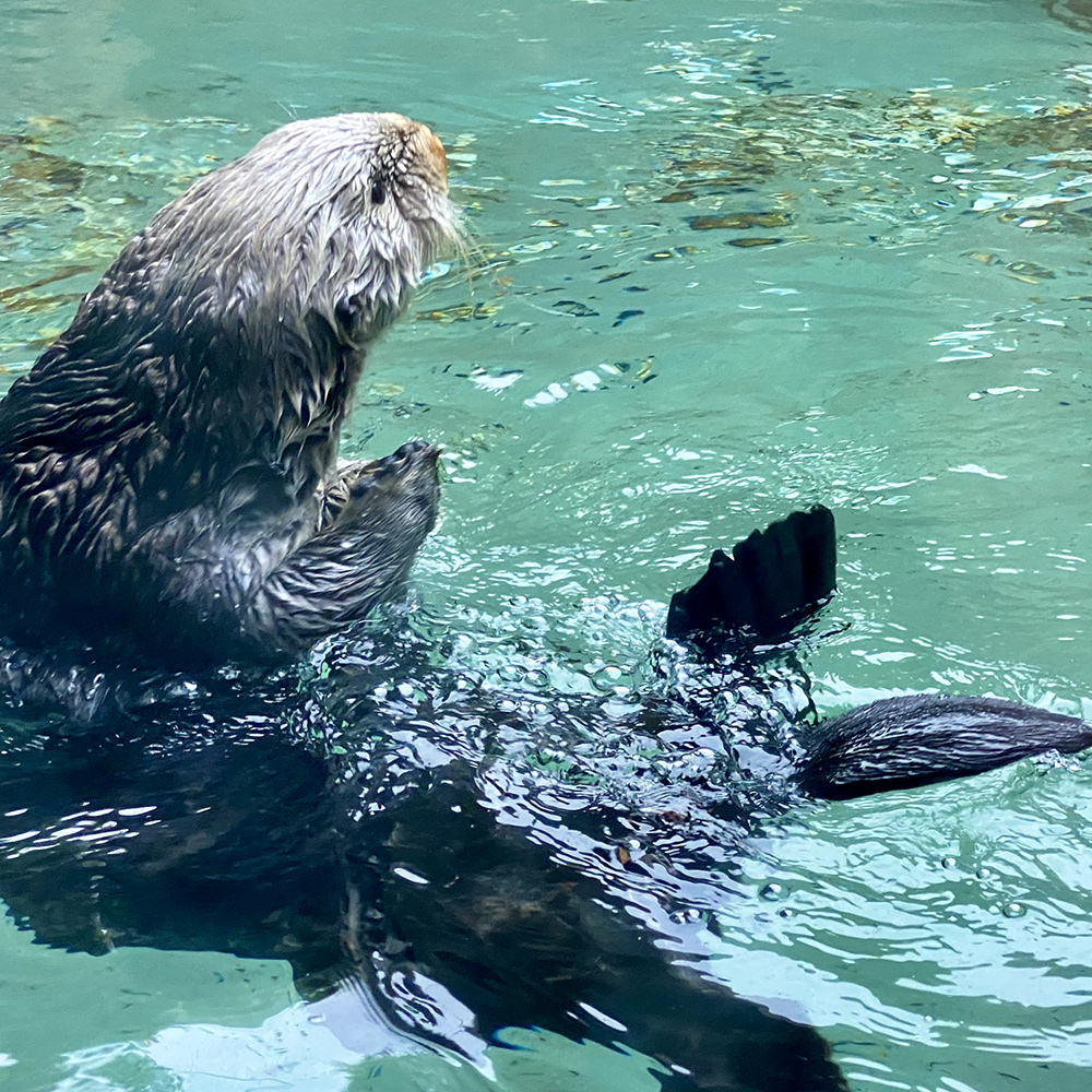 An otter poking his head out of the water and looking like he's sitting.