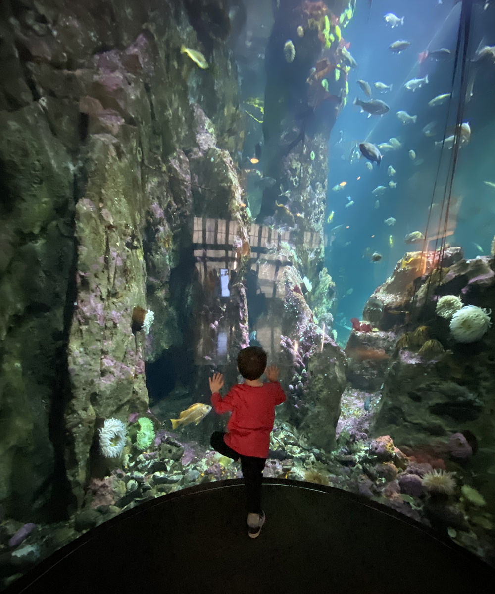 The grand-nephew standing in front of a huge floor-toceiling tank looking at fish.