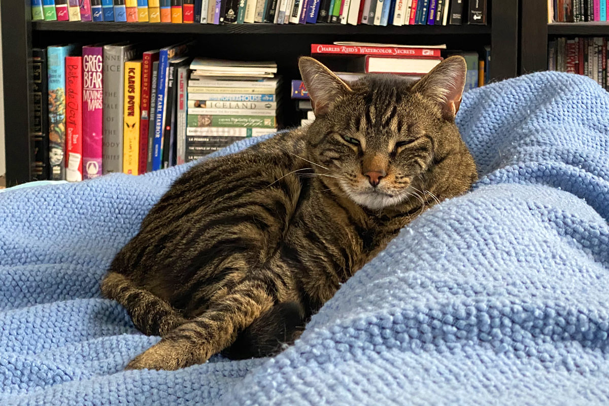 Jake curled up at my feet awake and squinting at me.