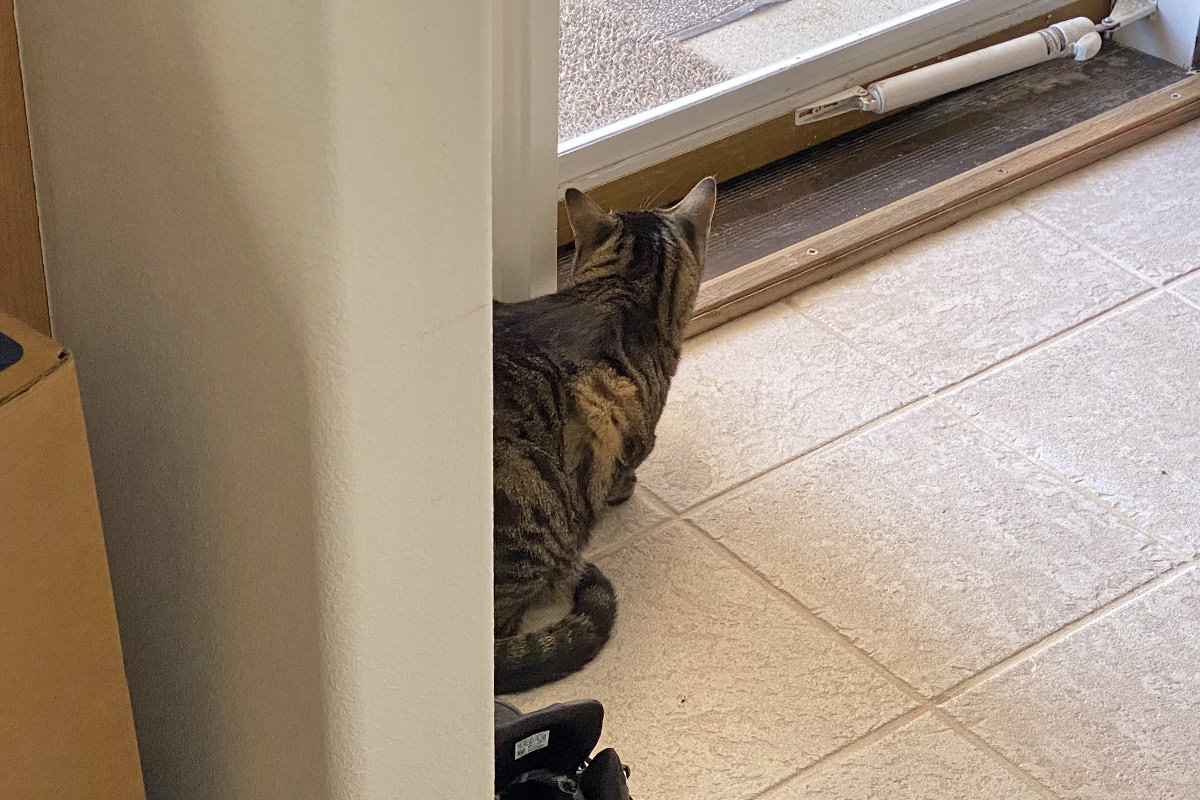 Jake peeking around a corner out the screen door.