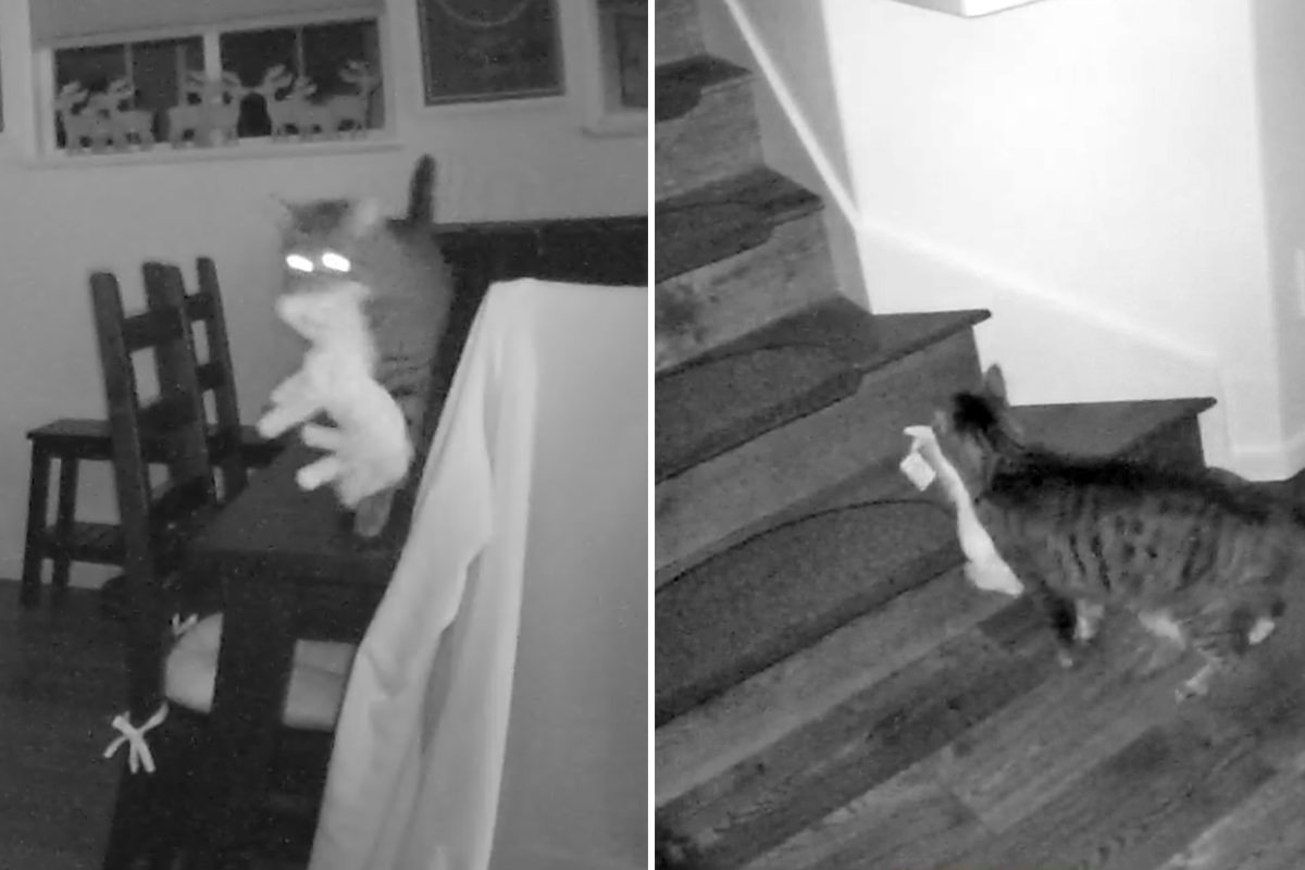 Two images... the first with security camera footage of Jake walking on the dining room table with a big toy mule in his mouth... then climbing up stairs.