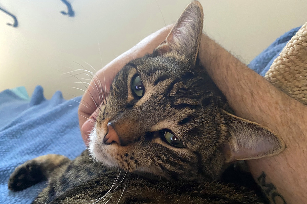 Jake snuggled up next to me on my bed... I have my arm around him and am giving him chin scratches.