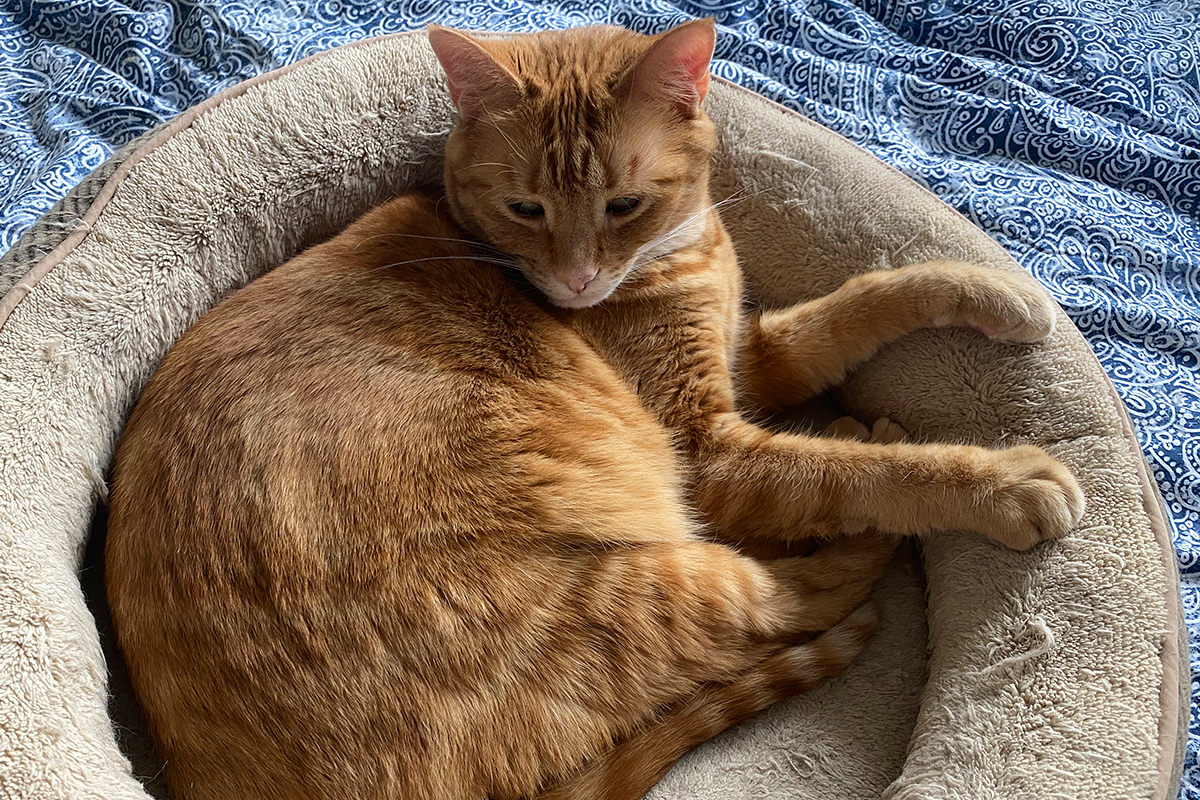 Jenny sleeping in a cat bed.