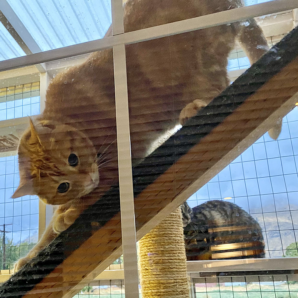 Jenny staring at me from the cat ramp in the catio while Jake hangs out in the background. Cloudy grey skies and rain are happening.