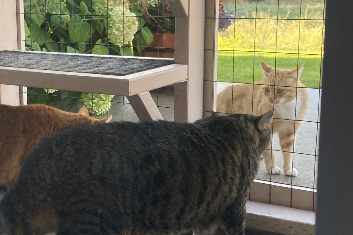 Jake and Jenny howling and hissing at a beautiful blonde cat outsie the catio.