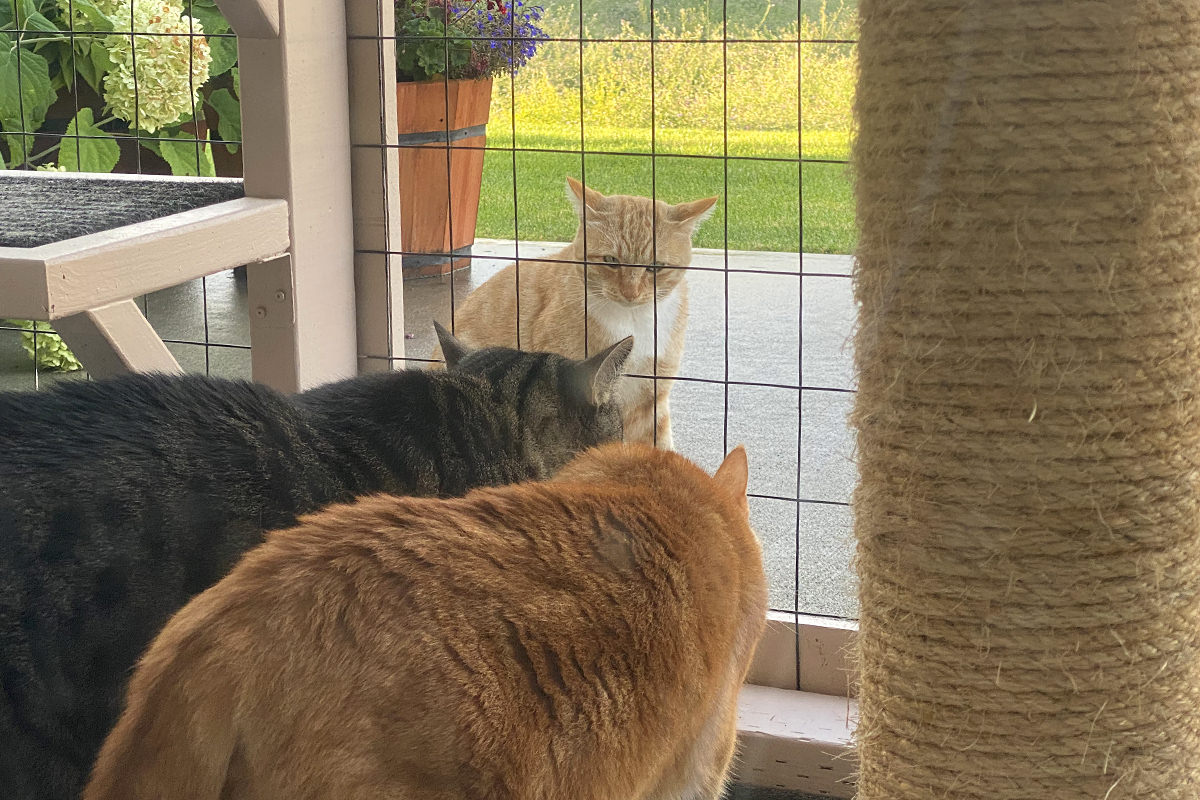 Jake and Jenny howling and hissing at a beautiful blonde cat outsie the catio.