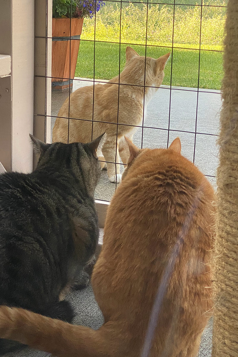 Jake and Jenny howling and hissing at a beautiful blonde cat outsie the catio.