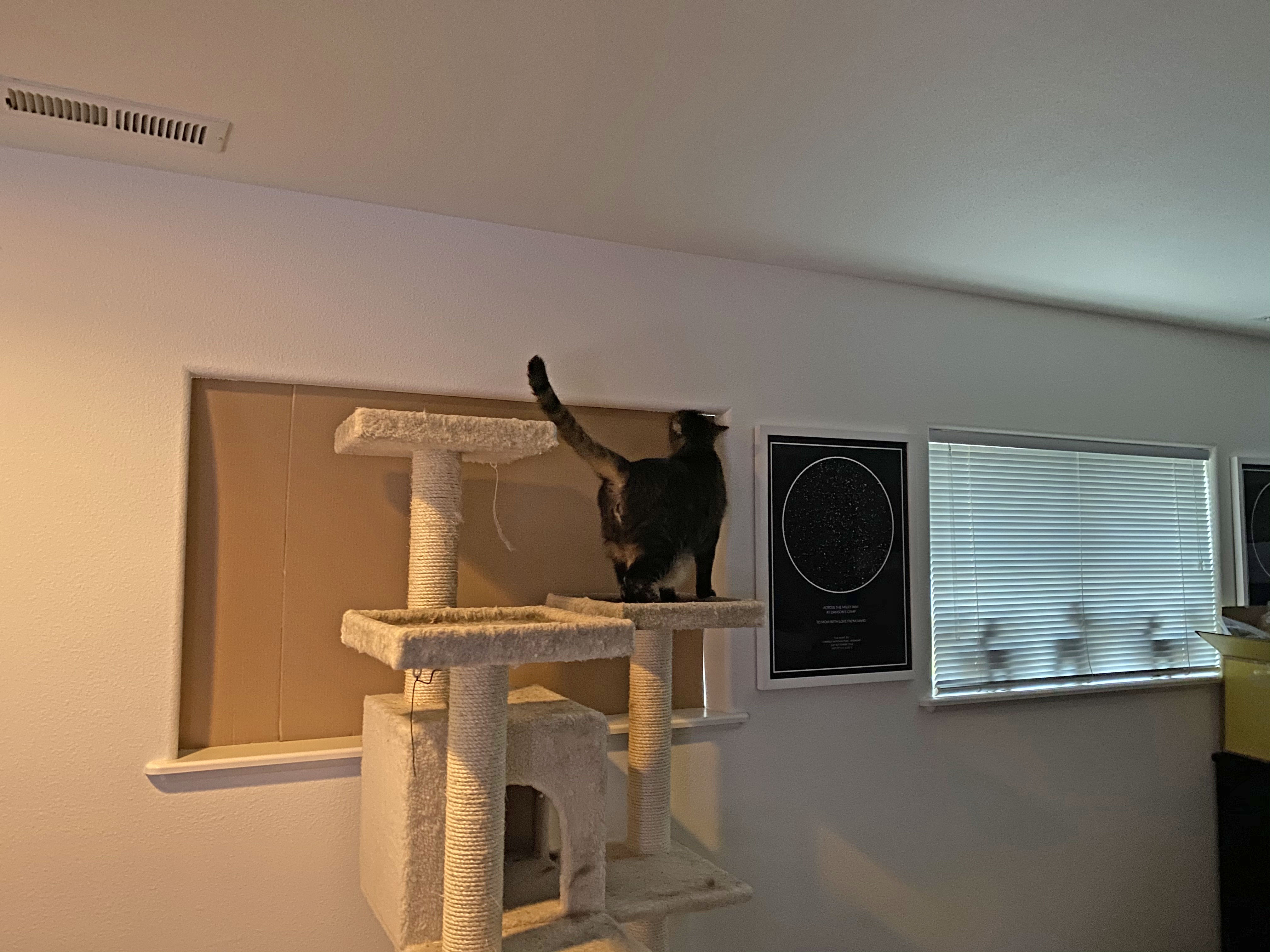 Jake on the cat tree howling at the boarded up window.