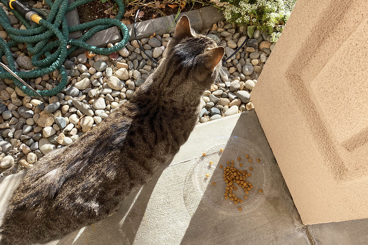 Fake Jake looking past the plate of food in front of him.