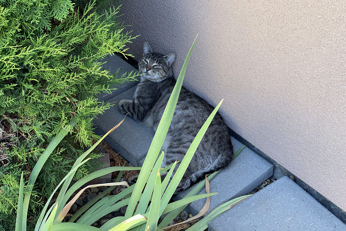 Fake Jake laying down on concrete bricks next to myself house footing behind some shrubs.