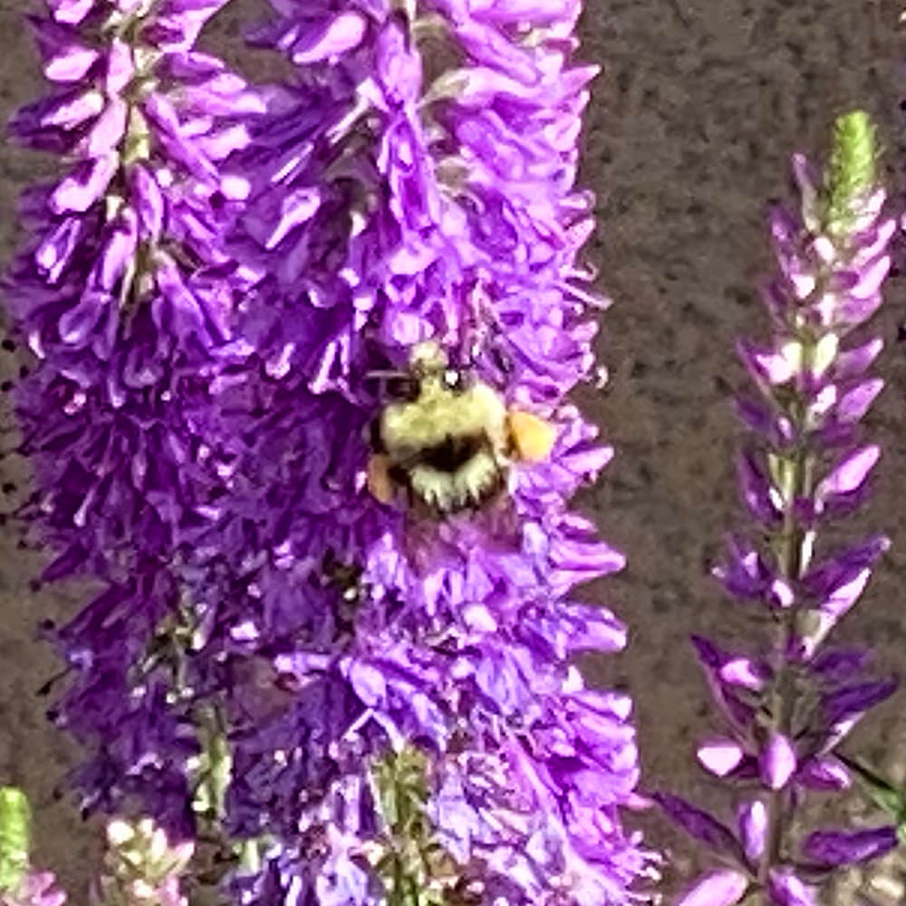 A bee on my purple flowers.