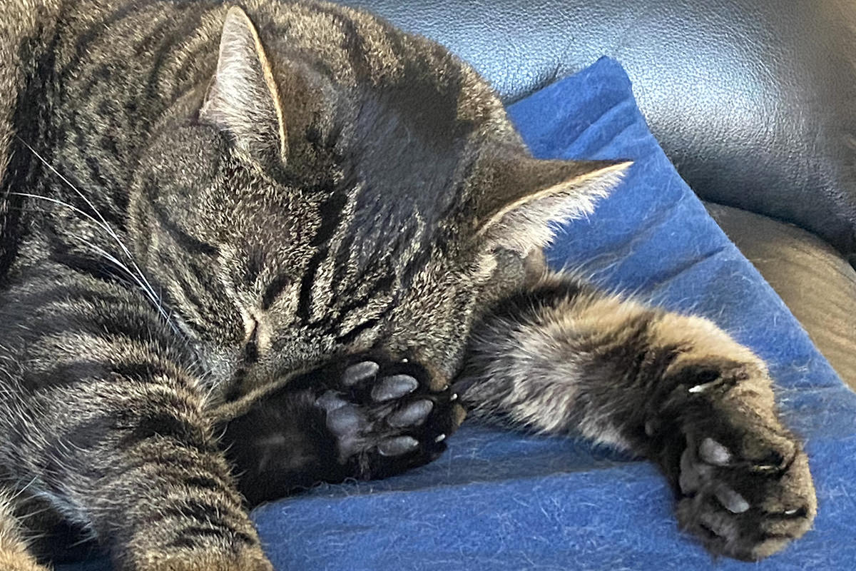 Jake sleeping on his heating pad with his foot in his face.