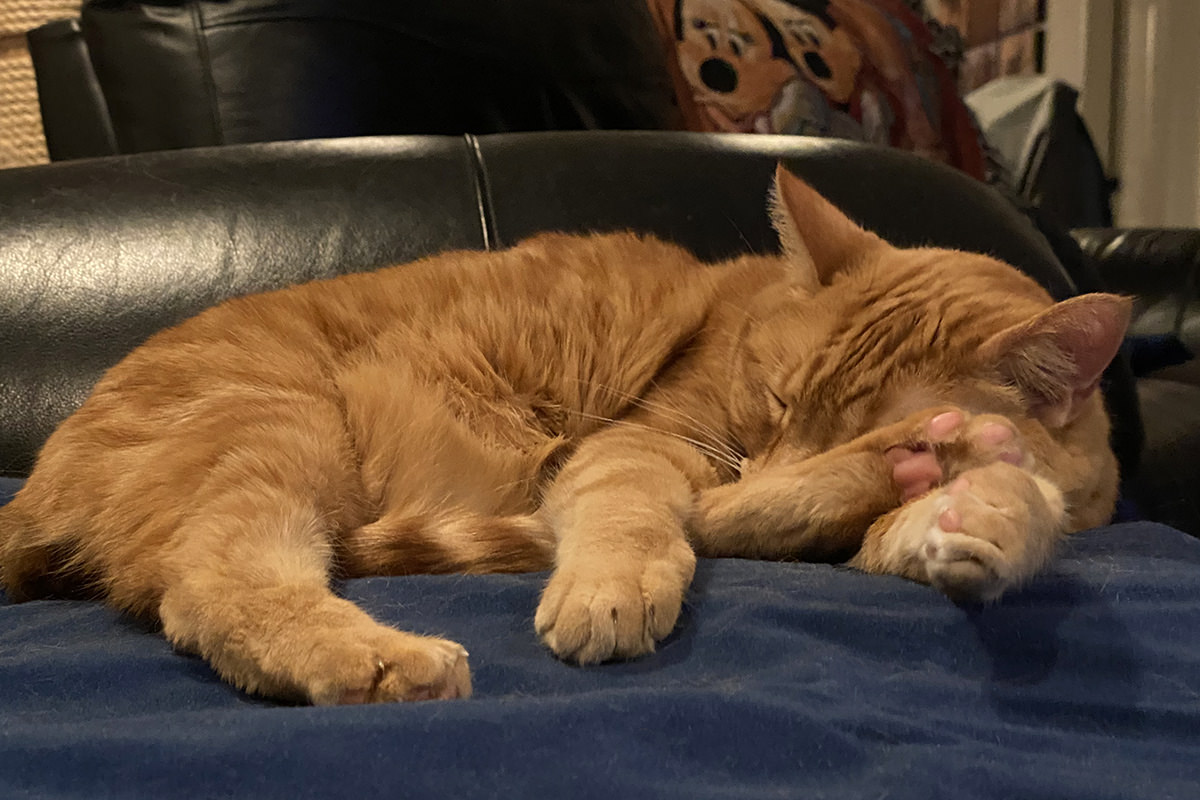 Jenny sleeping on her heating pad with her foot in his face.