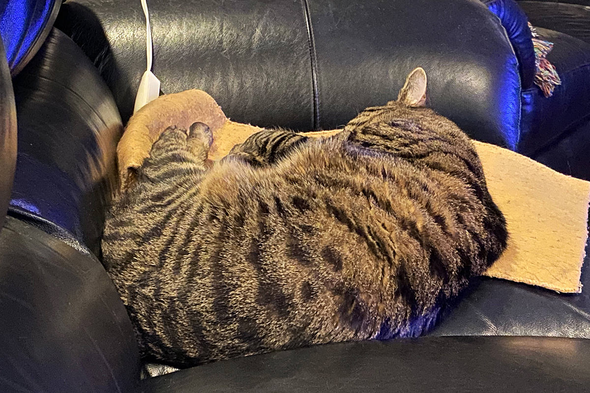 Jake Laying on my Heat Pad.