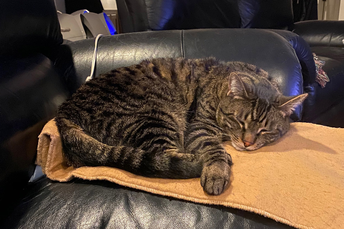 Jake Asleep on my Heat Pad.