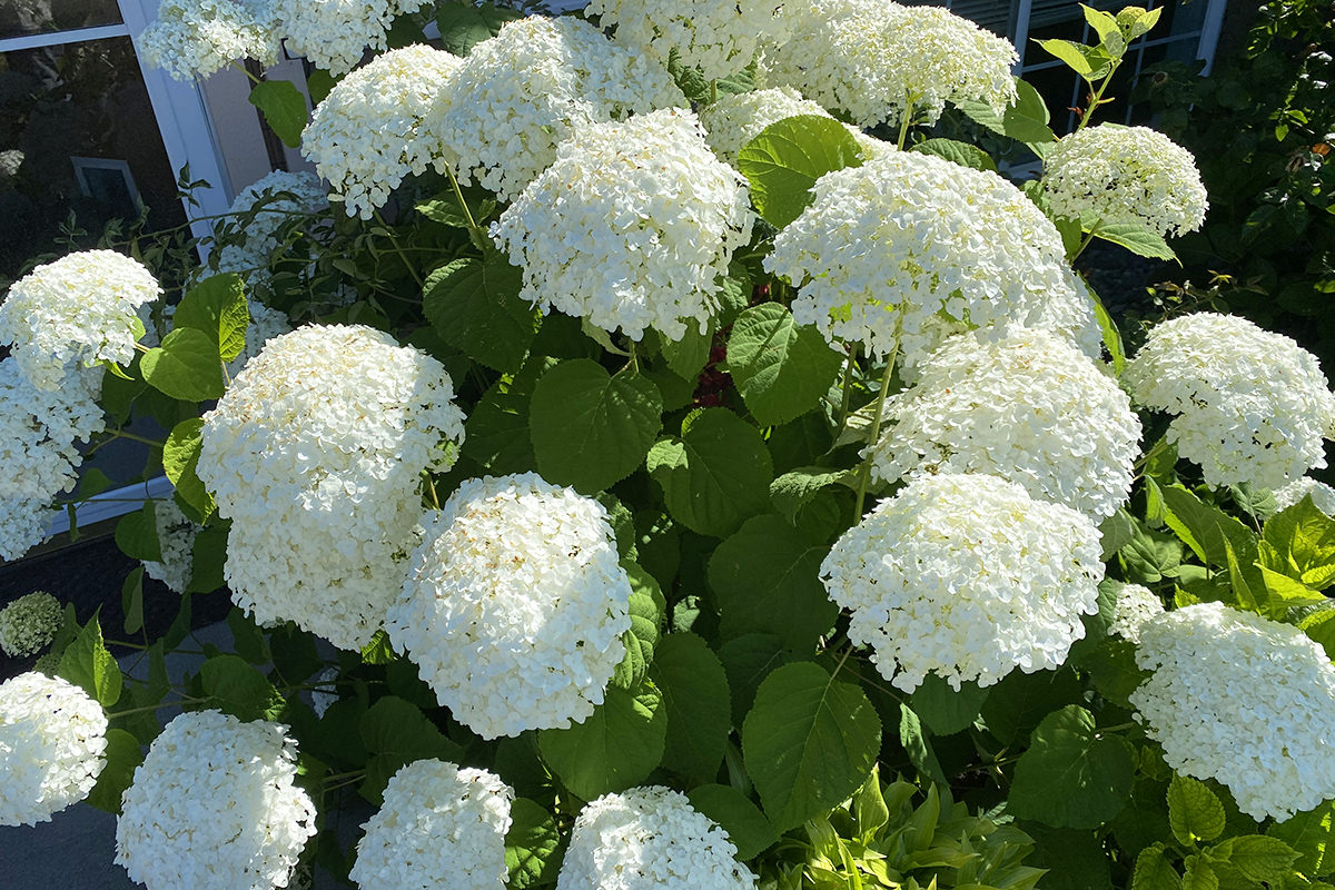 My pretty, fluffy, flowery, white hydrangeas in full bloom.