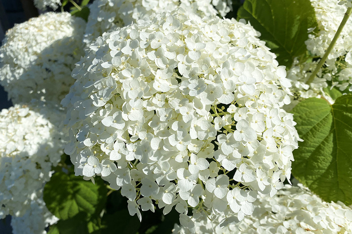My pretty, fluffy, flowery, white hydrangeas in full bloom.