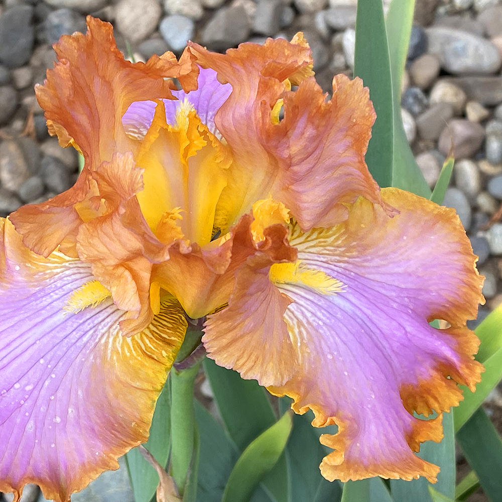 A pretty purple and rusty-orange colored iris bloom.