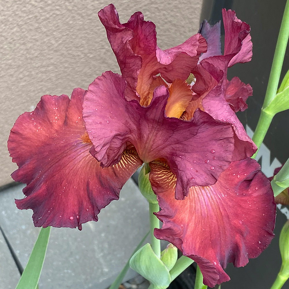 A pretty wine colored iris bloom.
