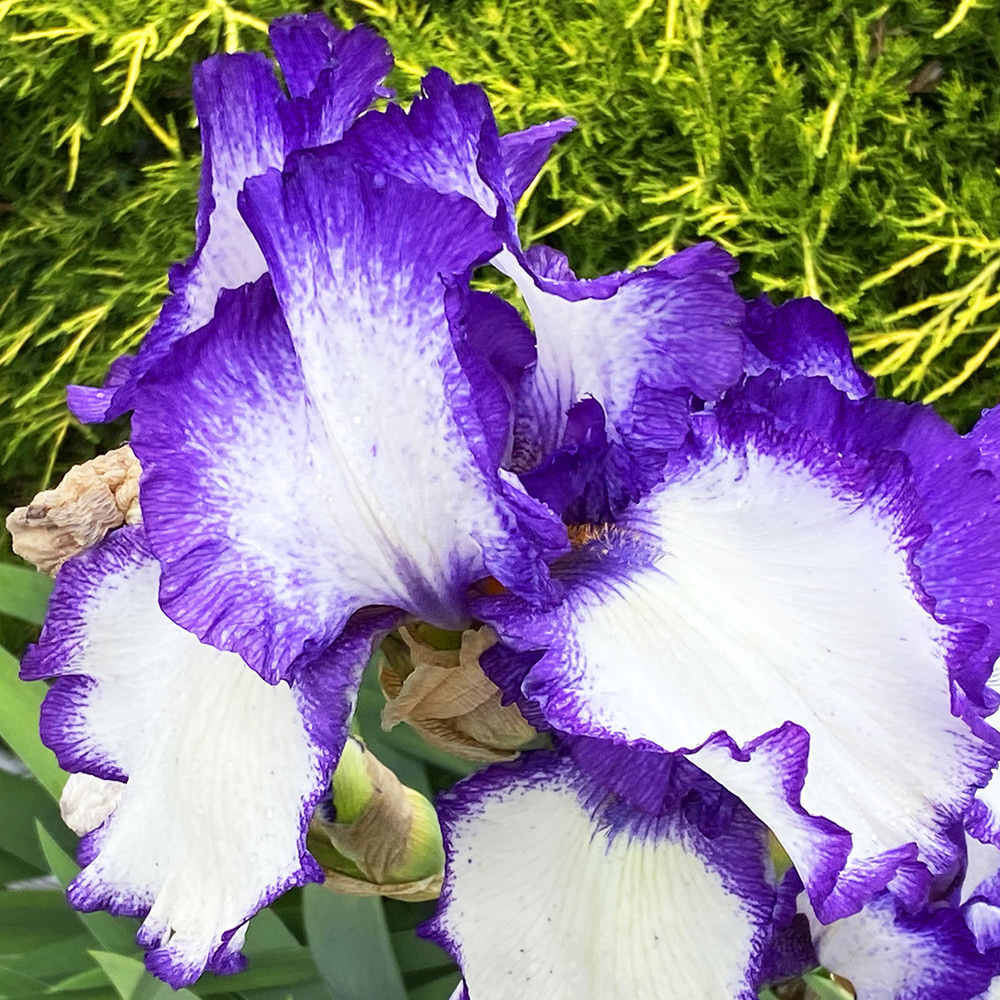 A pretty purple and white colored iris bloom.