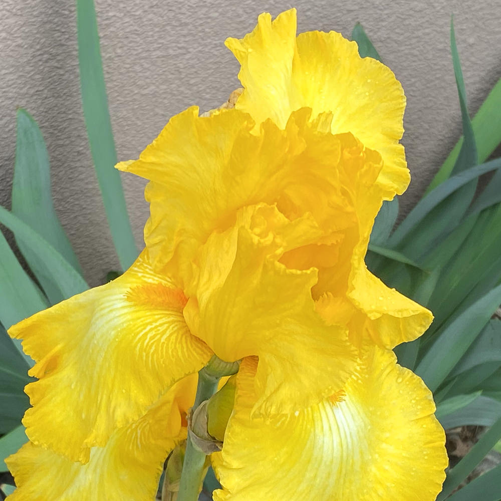 A pretty yellow colored iris bloom.