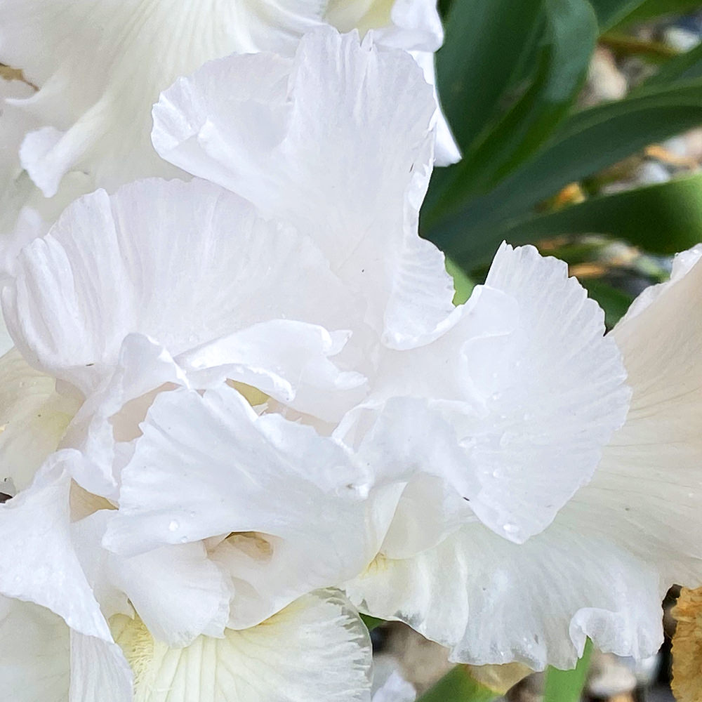 A pretty white colored iris bloom.