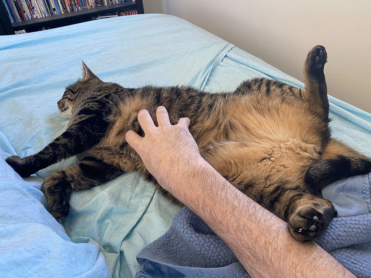 Jake getting belly rubs.