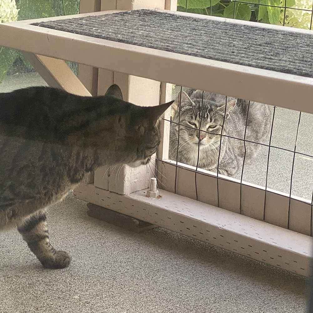 Jake and Fake Jake sitting on opposite sides of the catio.