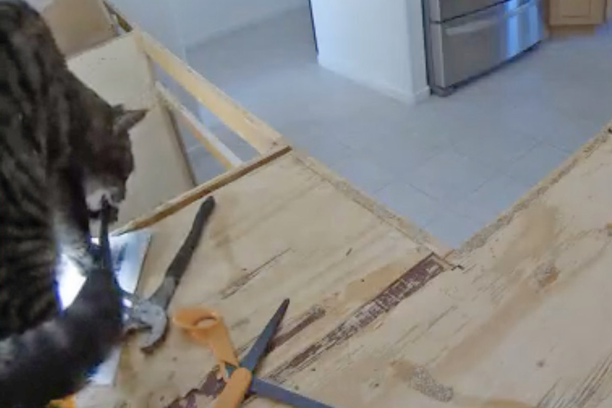 Jake Chewing on Pliers.